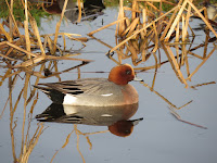 Wigeon