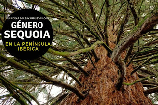 El género Sequoia son arboles que pueden superar los 100 m de altura en condiciones naturales