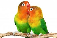 jenis lovebird fischeri