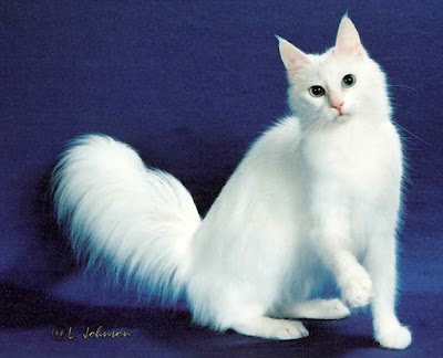 ekor kucing anggora asli yang panjang dan seperti kemoceng
