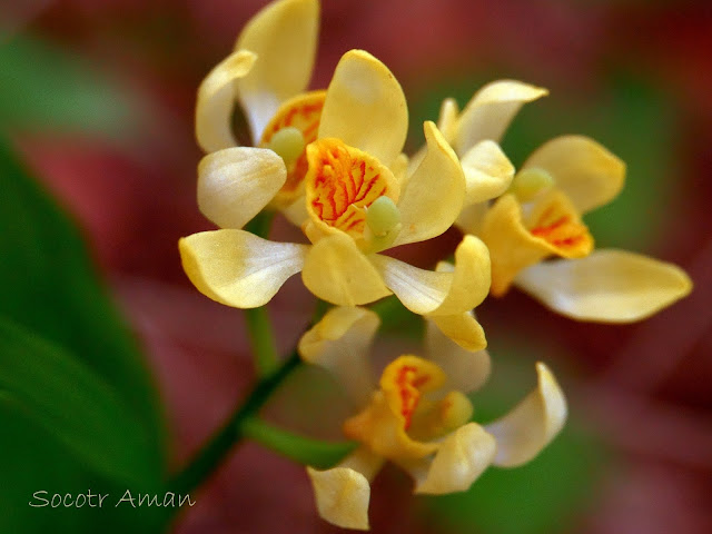 Cephalanthera falcata