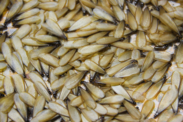 4 Do’s & Don’ts of Flying Termites