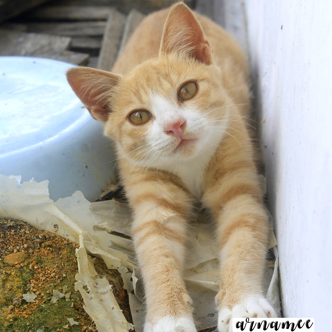 Fotografi Gambar  kucing  comel Arnamee blogspot