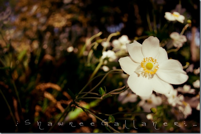 70s.flower