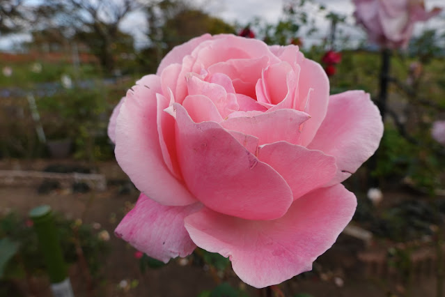 鳥取県米子市別所 こばやしバラ園 バラ（薔薇）