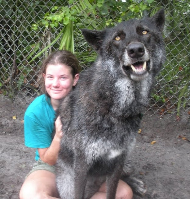 11 pictures of giant dogs, giant dogs, huge dogs, dog pictures