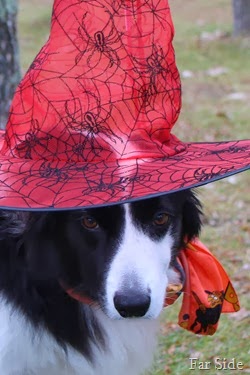 Have you see the hat