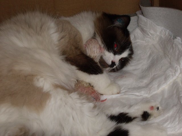 PAUSE CALIN