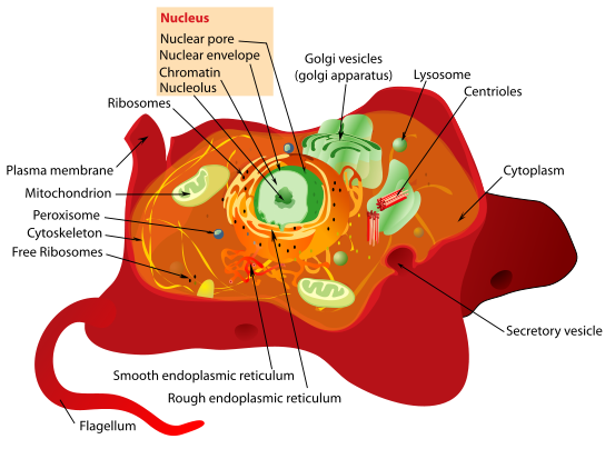 animal cell model with labels. 3d Animal Cell Model With