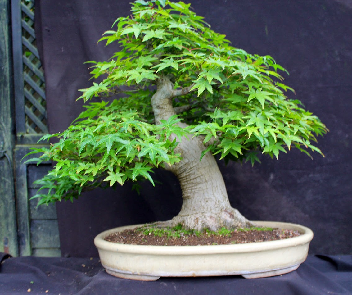  Bonsai  Tree 25 Amazing  Mica Bonsai  Pots  Ideas