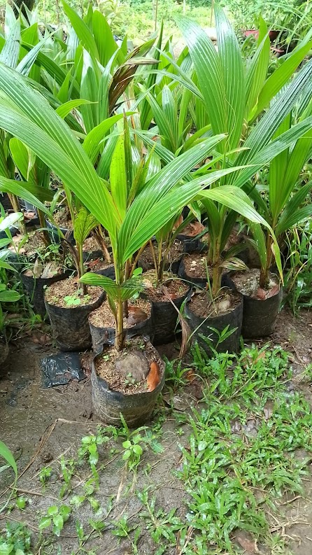 jual bibit buah kelapa kopyor cepat berbuah medan Probolinggo