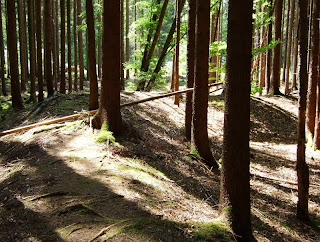 Keltenschanze / Viereckschanze im Laufzorner Holz