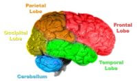 Brain Parts