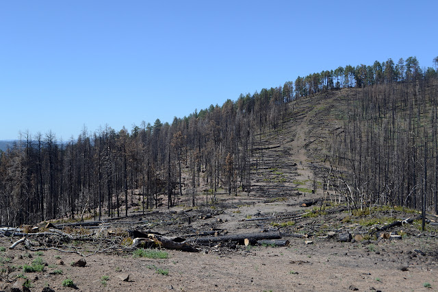 much felling on the hill ahead