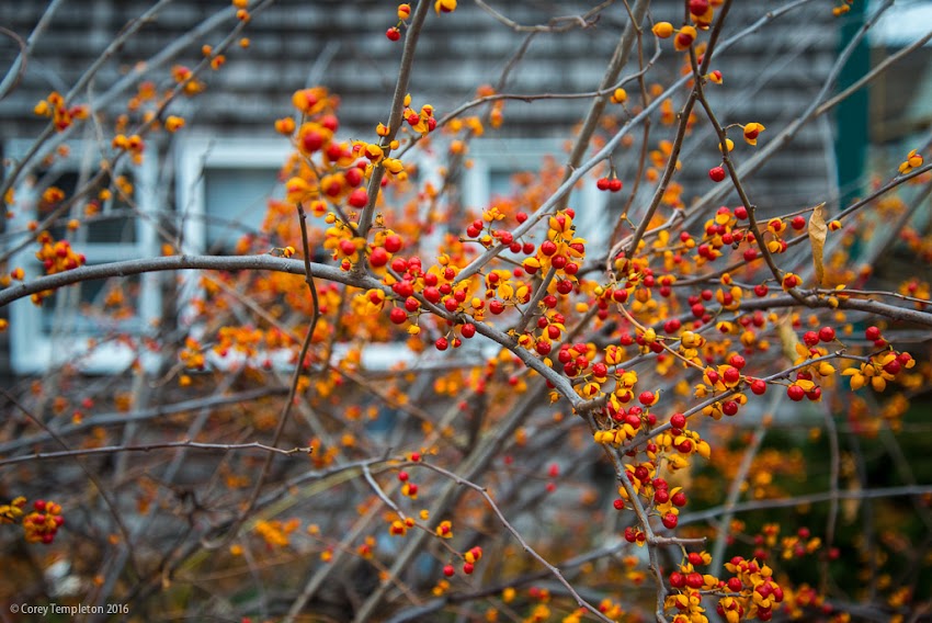Portalnd, Maine USA November 2016 photo by Corey Templeton. A bit of color on an otherwise grey day on Munjoy Hill. Winter berries on a shrub.