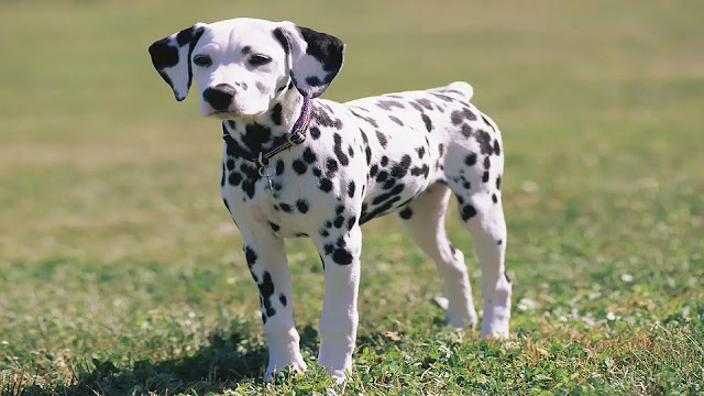 Dalmatian