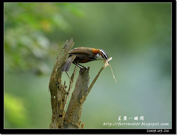 小彎嘴(2009-05-20鯉魚山)1210