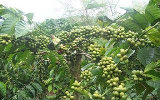 Perbanyakan pohon kopi dengan setekbudidaya tanaman kopi