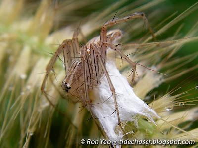 Lynx Spider (Family Oxyopidae)