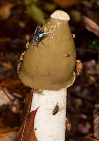 Various flies on a Stinkhorn, Phallus impudicus.  Hayes Common, 28 October 2015.