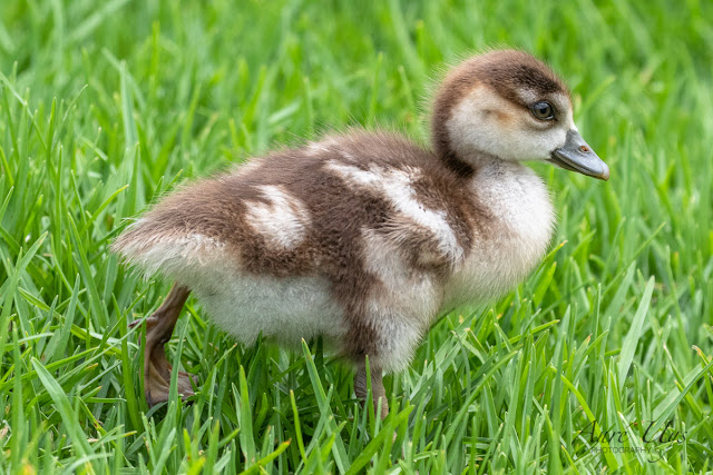 Gosling in the grass Kirstenboasch National Botanical Garden