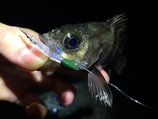メバリングの釣り方徹底解説 初心者の方でもわかるワームやルアーの動かし方から仕掛けの作り方