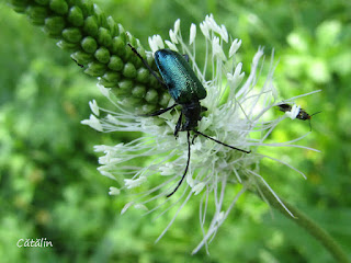 Carilia virginea (male) IMG6136