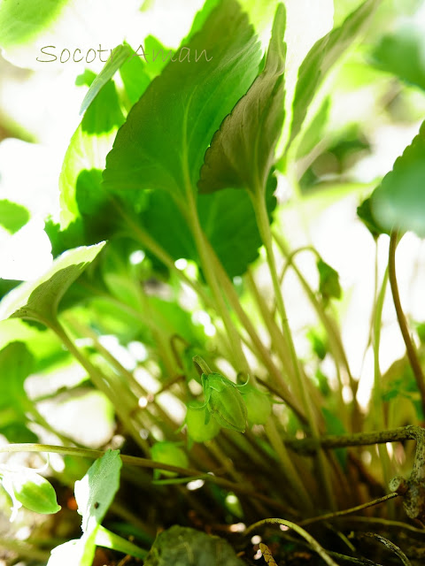 Viola bissetii