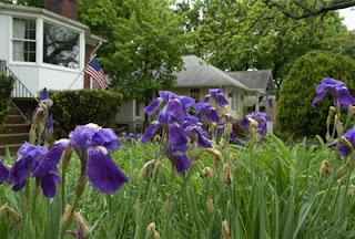 irises and flag