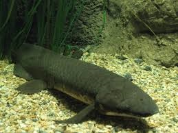 lungfish predator air tawar