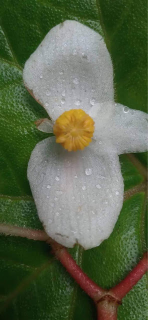 Begonia vitifolia