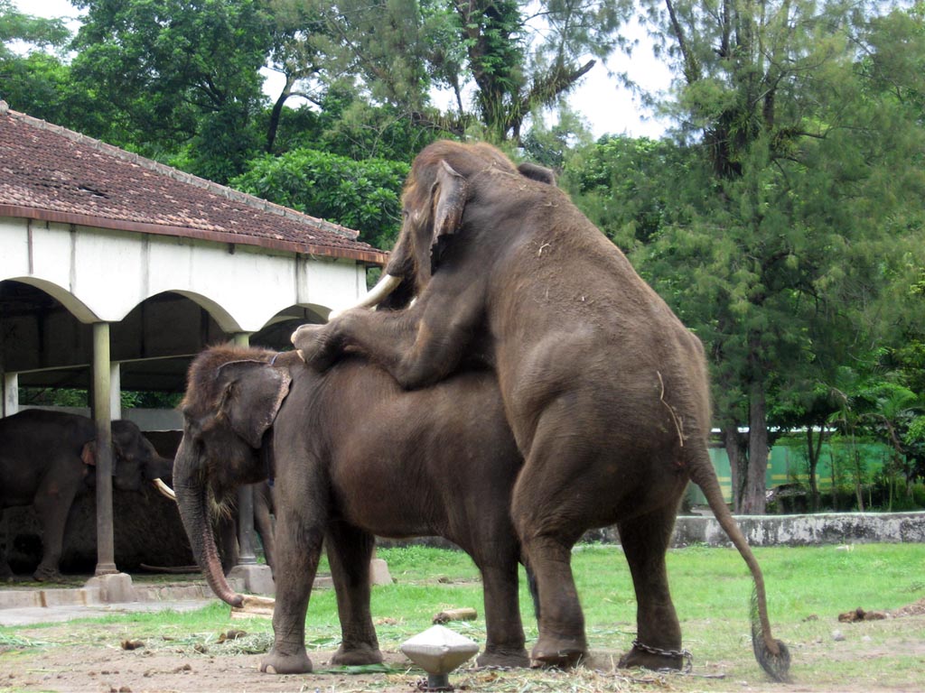 Foto Gajah Kawin Unik Super Lucu Edwin Paendong