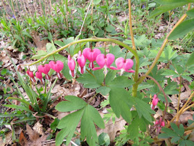 bleeding heart