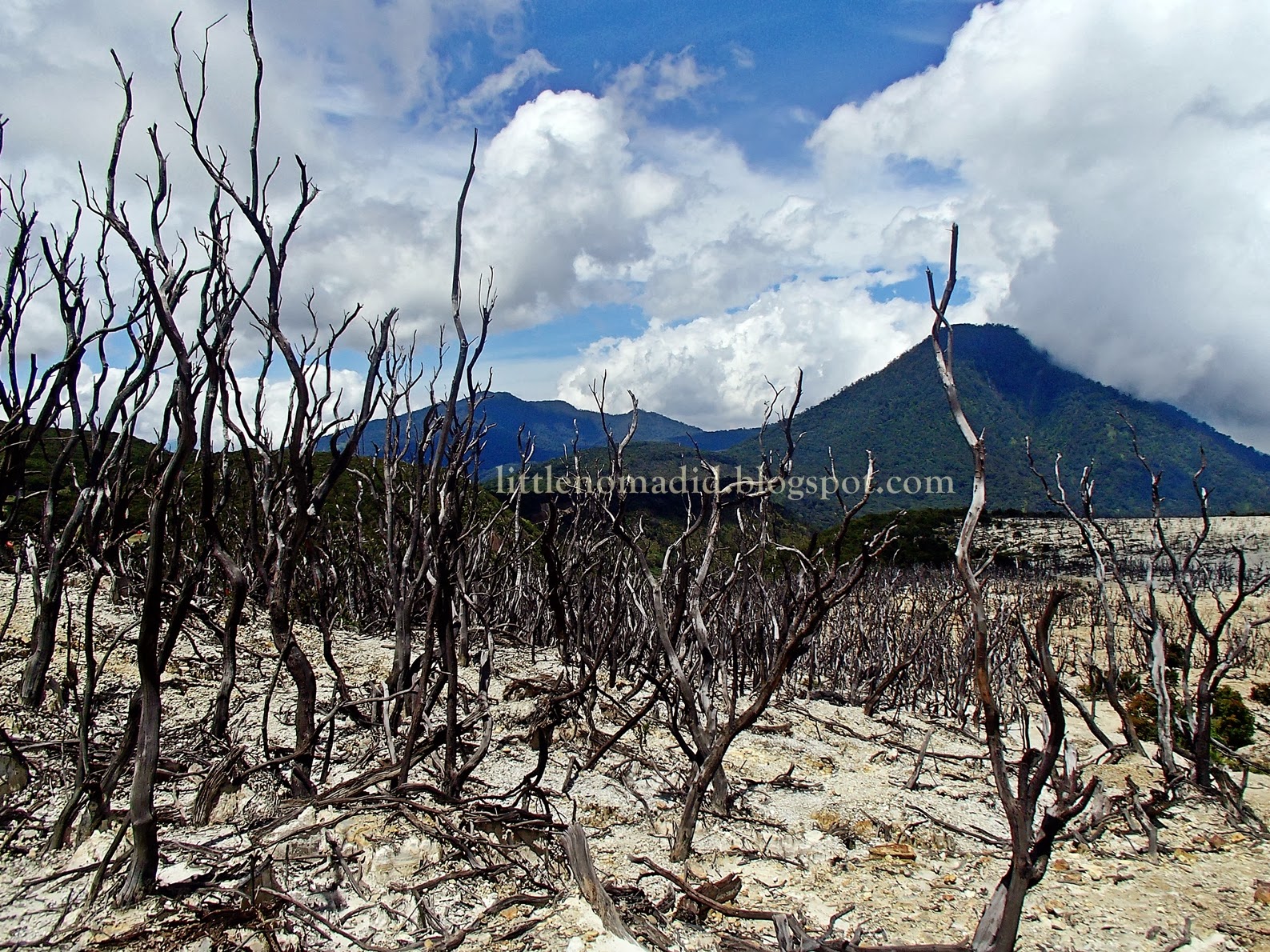 hutan+mati+gunung+papandayan