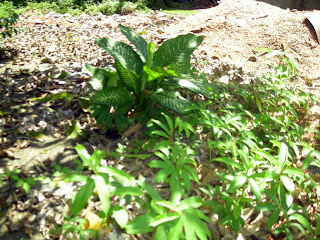 Dieffenbachia, La Ceiba, Honduras