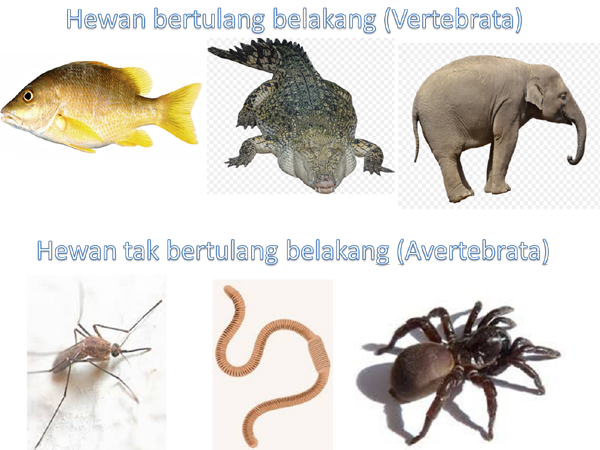 Tergokil 53+ Hewan Vertebrata Tts