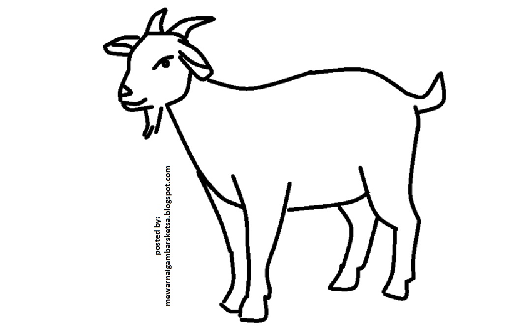  Mewarnai  Gambar  Mewarnai  Gambar  Sketsa Hewan  Kambing 2