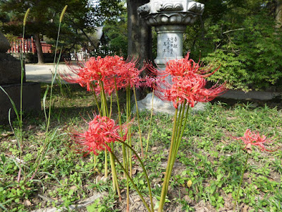 佐太天神宮 曼珠沙華