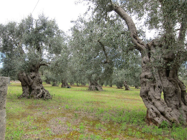 OLIVE TREE PALESTINE HISTORY - PLANT OLIVE