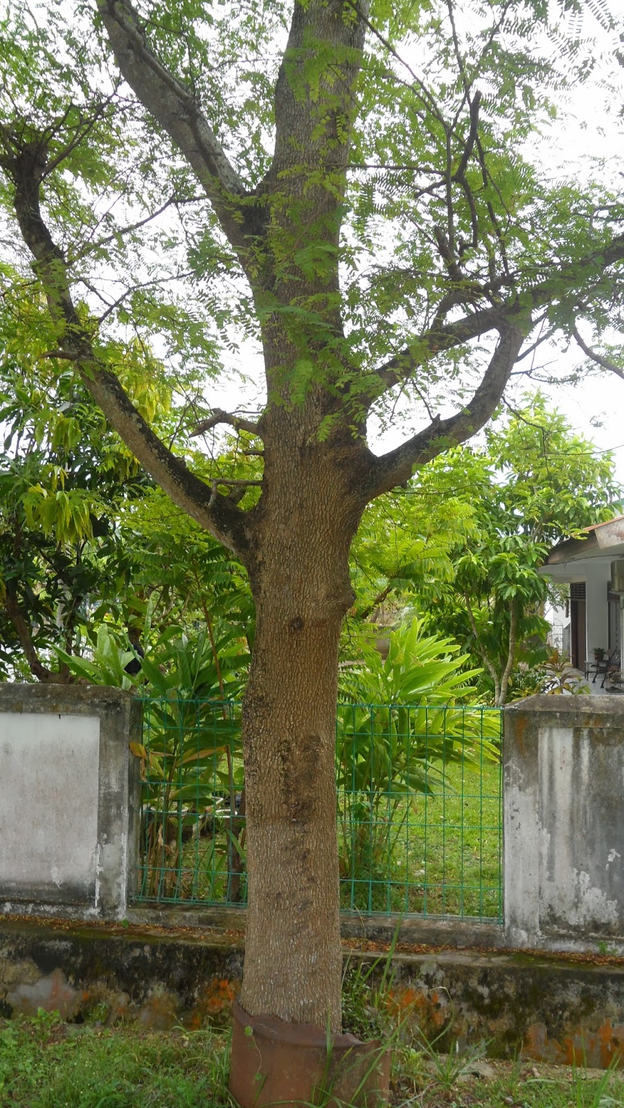 Fajrie Achlana DESKRIPSI TUMBUHAN ASAM JAWA Tamarindus Indica