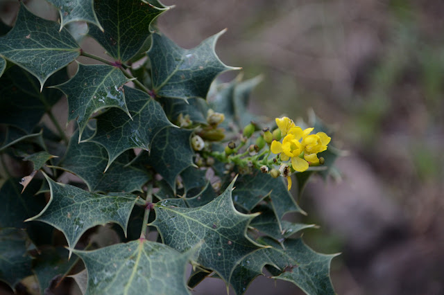 holly leaf tree with yellow flowers
