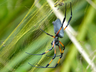 Nephila inaurata - Néphile dorée - Bibe