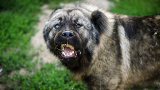 Dog breed caucasian mountain shepherd dangerous