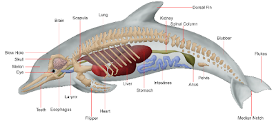 Sistem Pernapasan Hewan Vertebrata dan Invertebrata Lengkap Sistem Pernapasan Hewan Vertebrata dan Invertebrata Lengkap