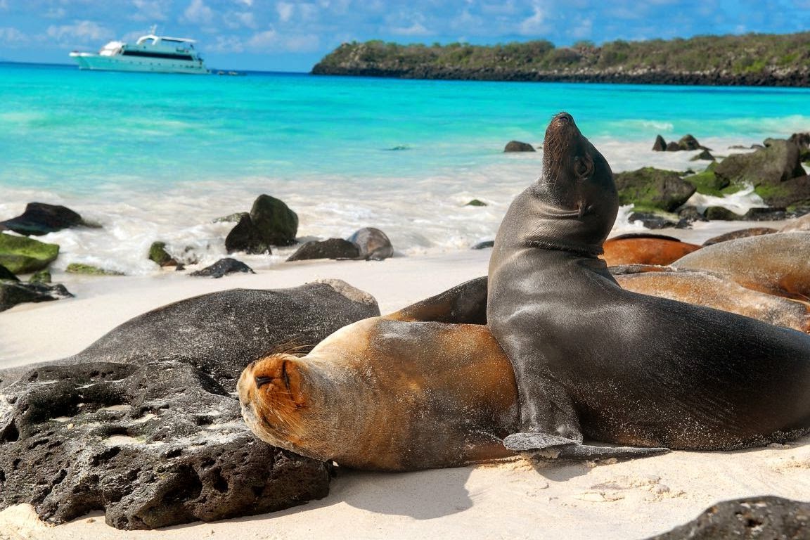 beluga cruise galapagos reviews