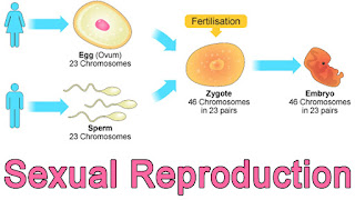 Sexual Reproduction In Living Organism