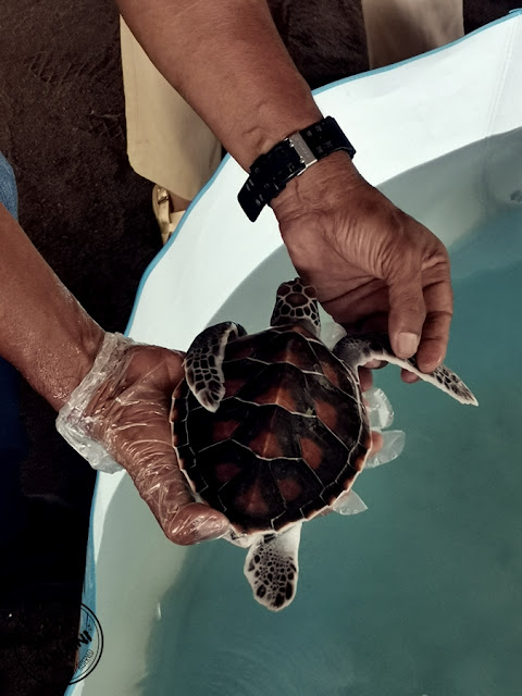 Tarikan Baru di Pulau Pangkor