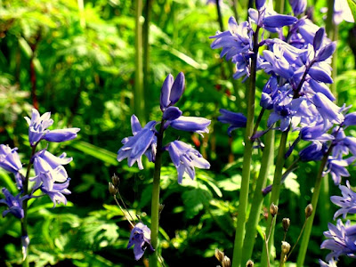 Blue bluebells