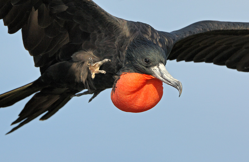 Magnificent Frigatebird The Valiens