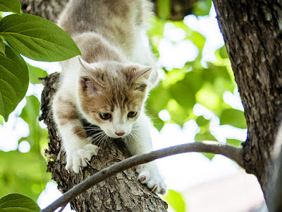 Ташкент лето котята дерево игра Tashkent summer kittens tree game